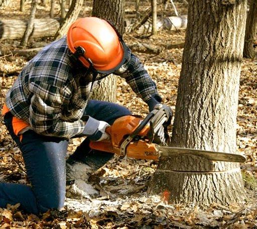 Tree Removal in Richmond, KS